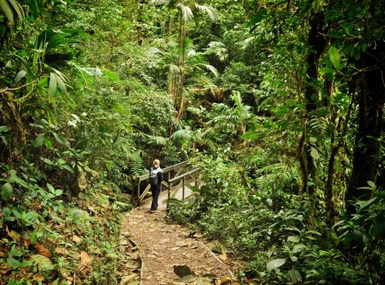 Dans la foret de Monteverde au Costa Rica