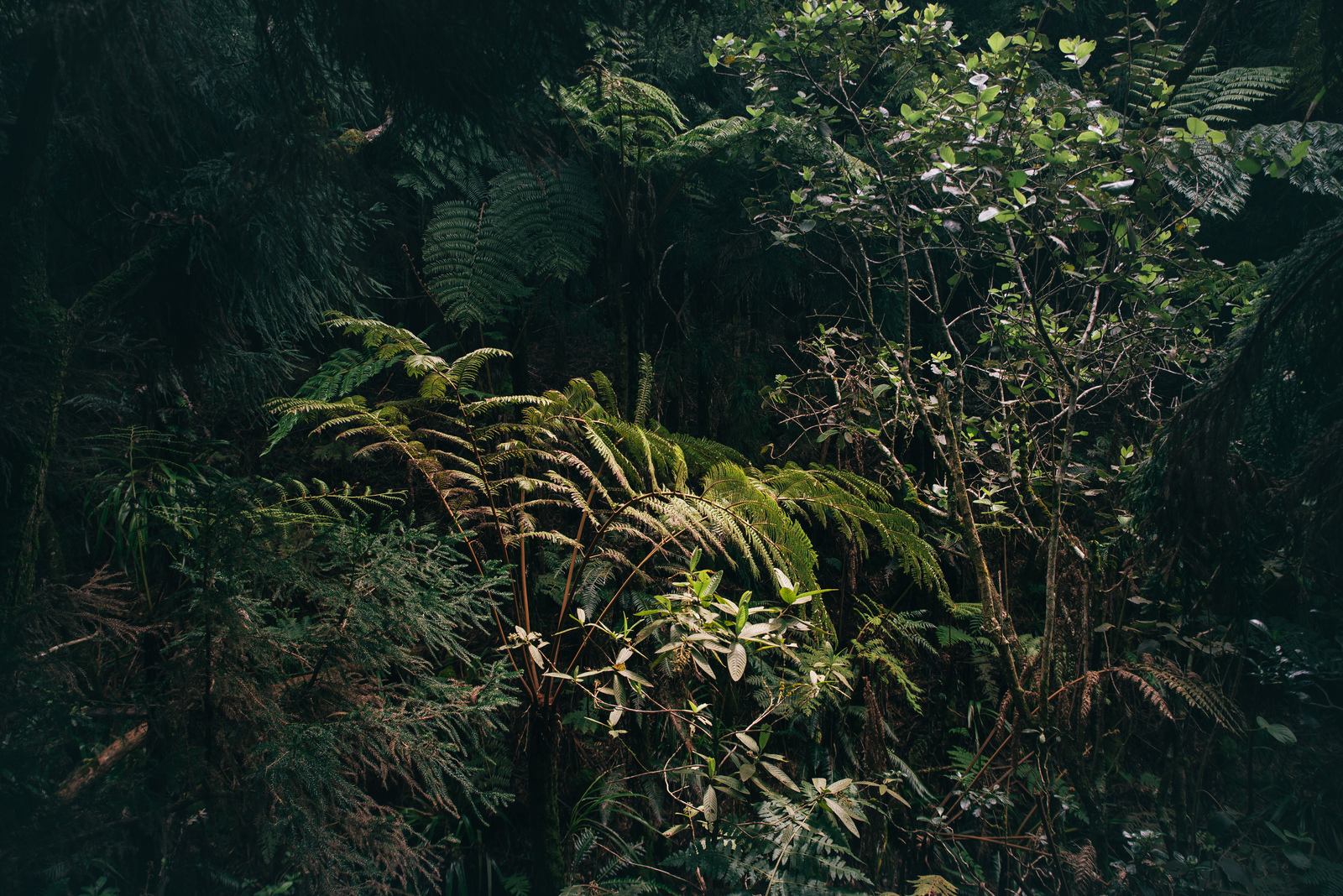 Percée de lumière dans la foret Percée de lumière dans la foret