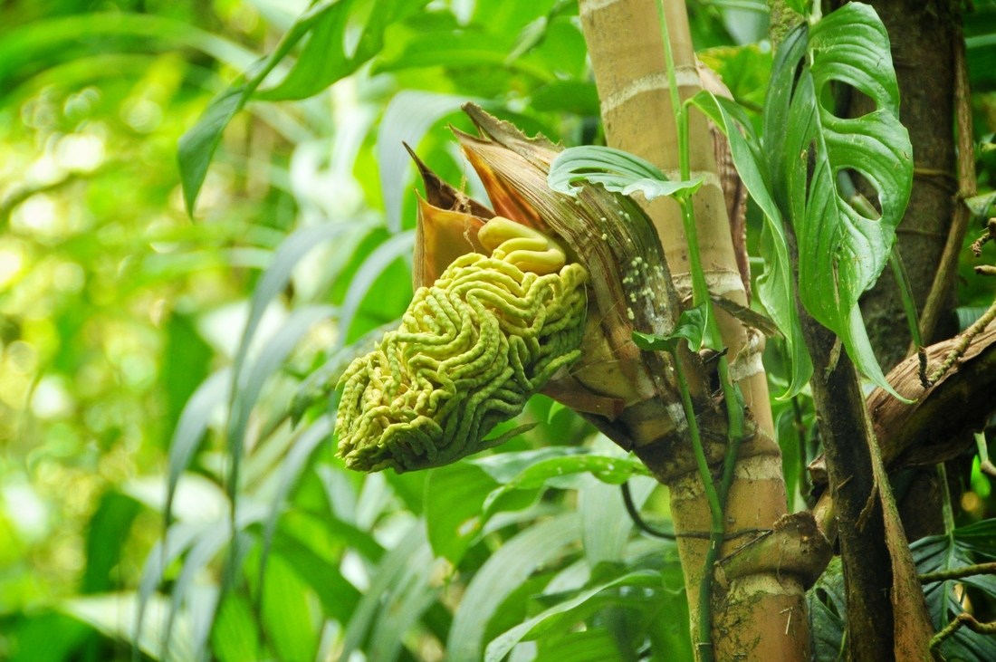 Végétation de Monteverde, Costa Rica