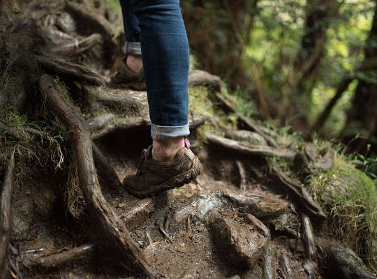 Les racines servent de marche dans la foret de Bélouve