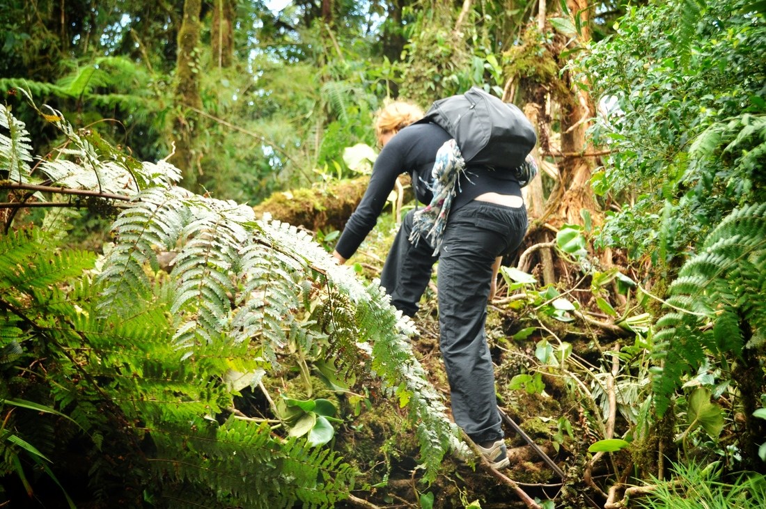 Foret de Monteverde, Costa Rica