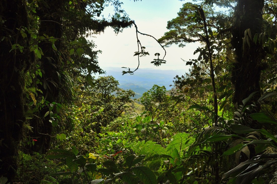 Vue depuis la jungle profonde de Monteverde