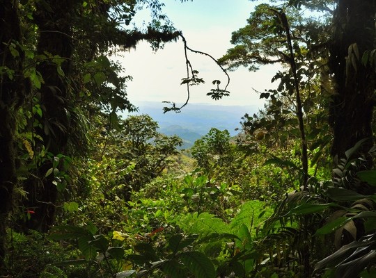 Vue depuis la jungle profonde de Monteverde