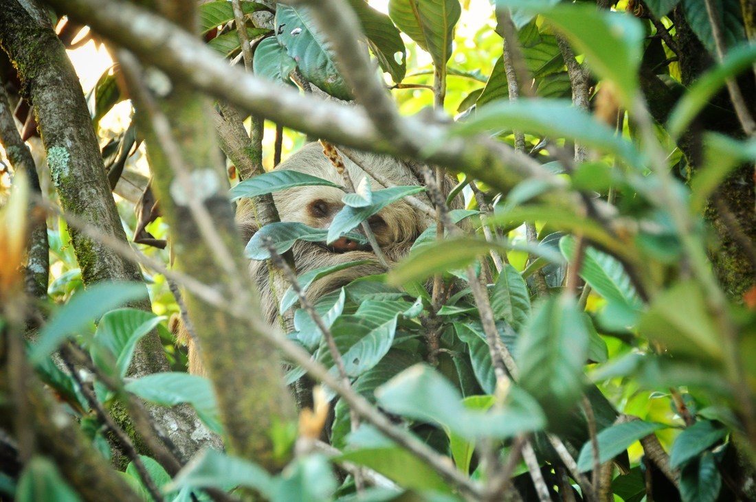 Paresseux dans la réserve de Monteverde
