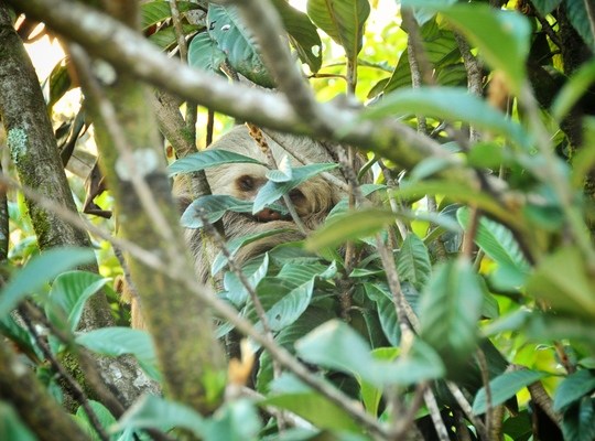 Paresseux dans la réserve de Monteverde