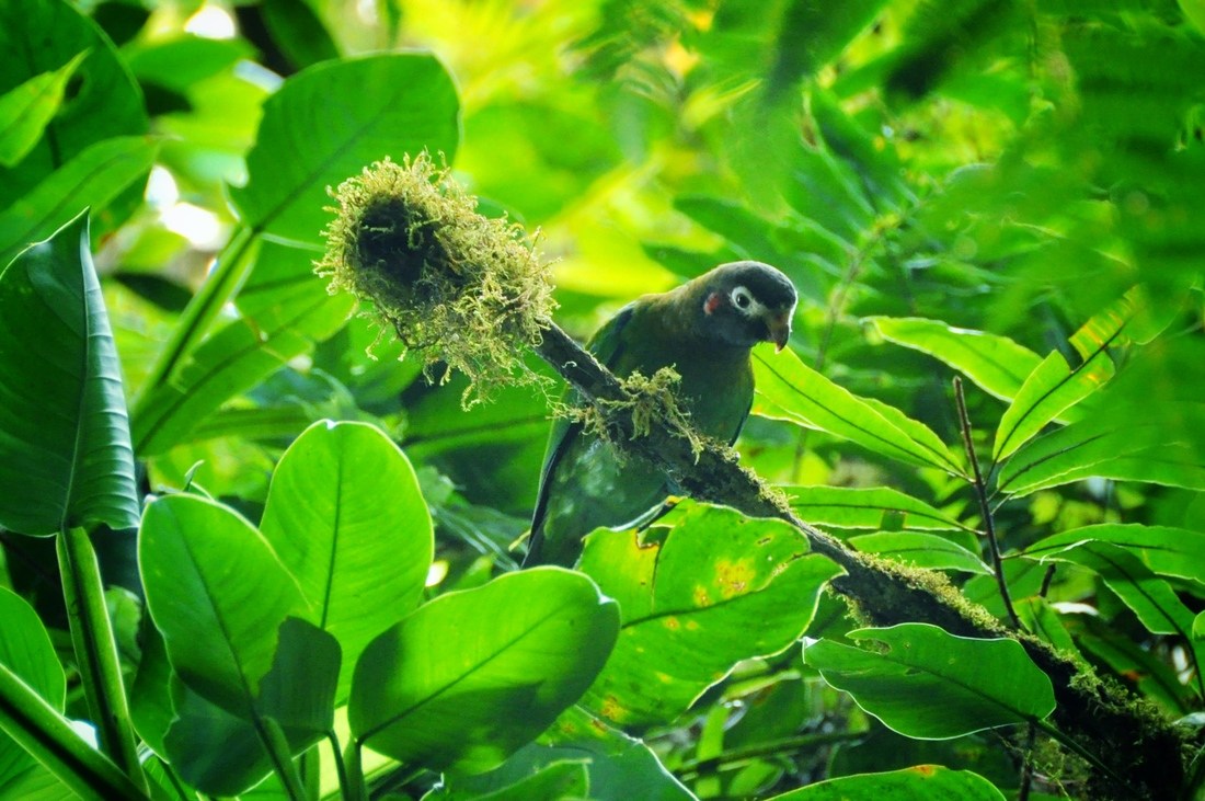 Perroquet dans la réserve de Monteverde, Costa Rica