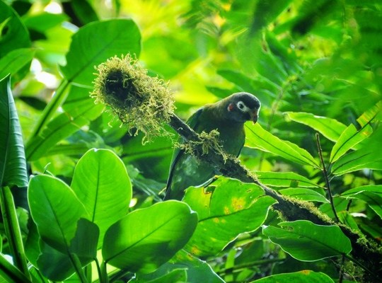 Perroquet dans la réserve de Monteverde, Costa Rica