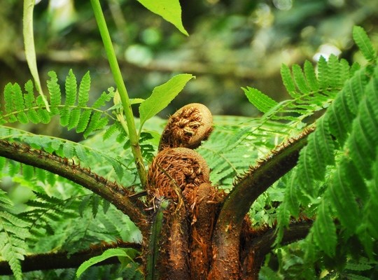 Fougère, Monteverde, Costa Rica