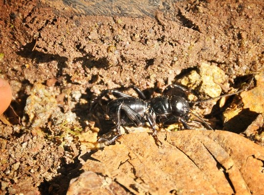 Grosse fourmi dans la réserve de Monteverde