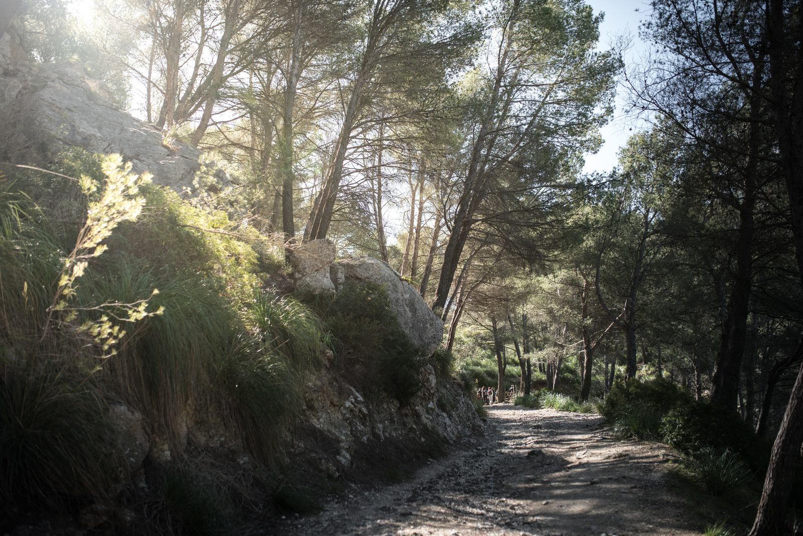 Végétation typique de Majorque