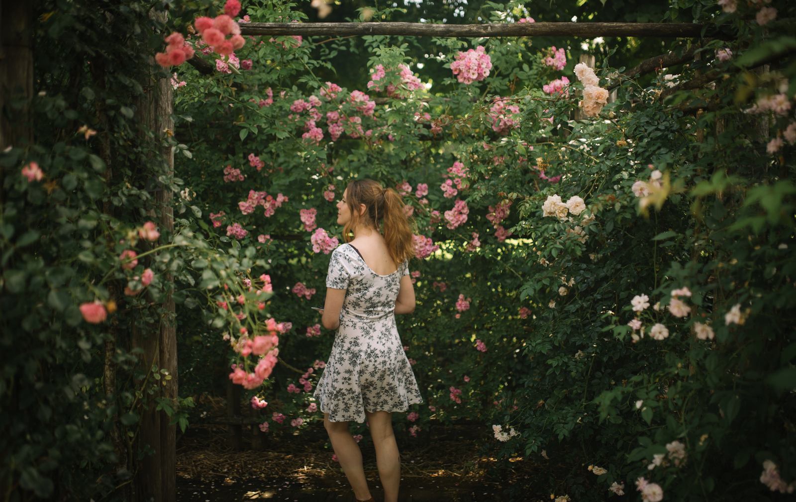 Labyrinthe de roses, Prieuré d'Orsan Labyrinthe de roses, Prieuré d'Orsan