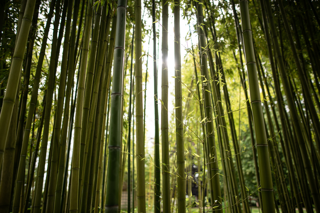 Foret de bambous, Jardins du Château d'Ainay-le-Vieil