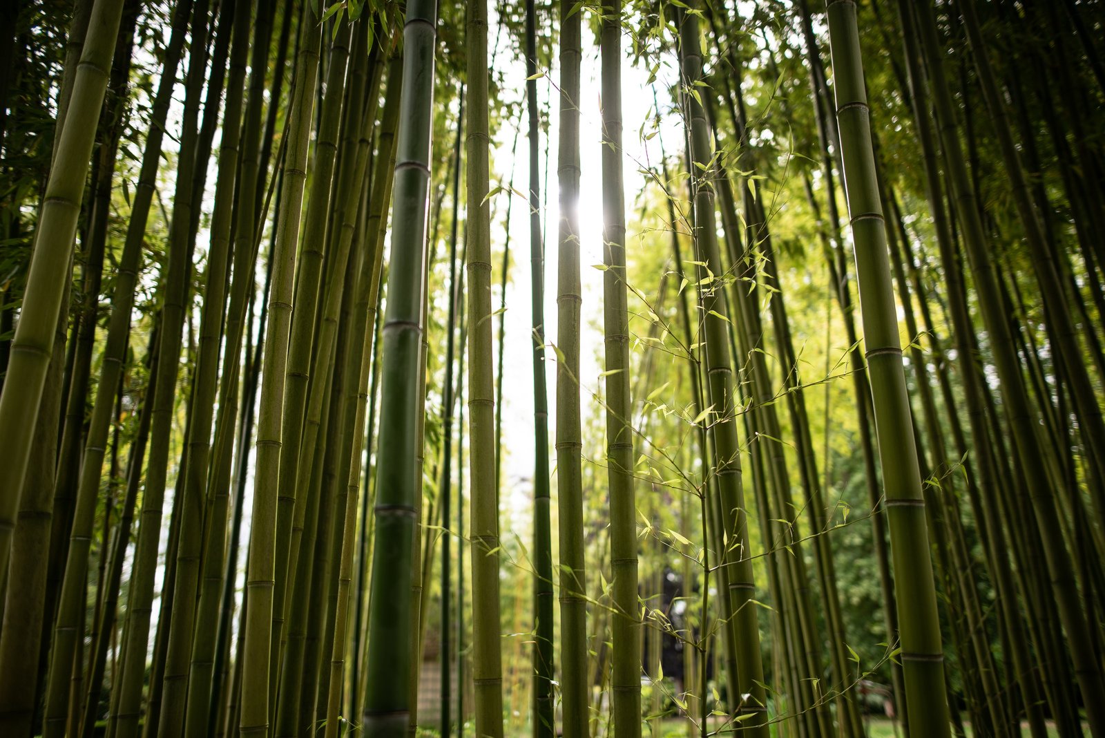  Foret  de  bambous  Jardins du Ch teau d Ainay le Vieil 