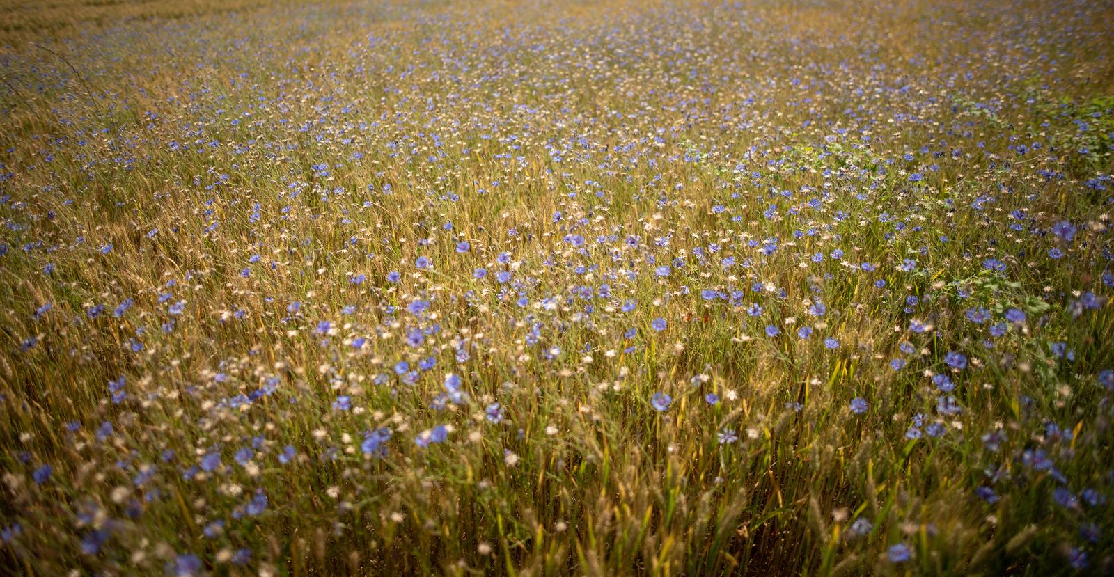 Champs en fleurs, Berry