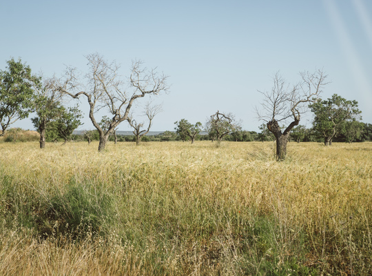 Paysages du sud est de Majorque