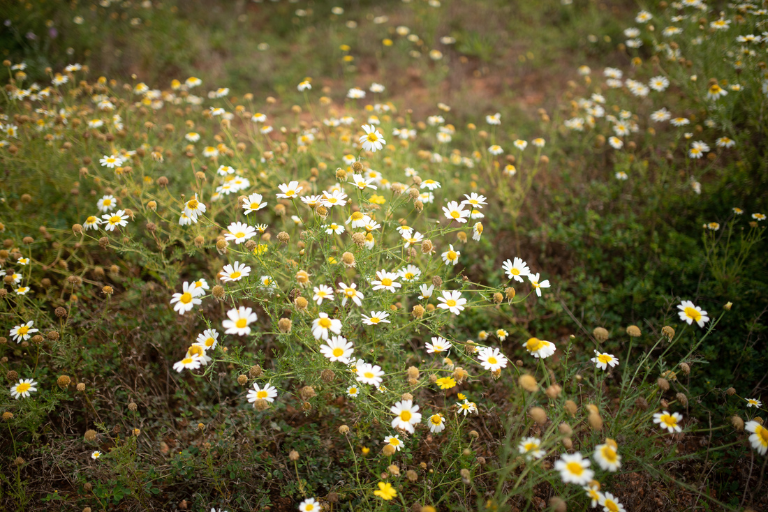 Quelques fleurs à Majorque 