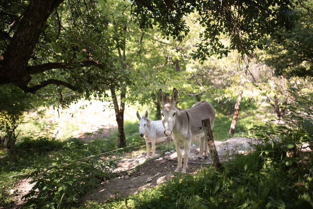 Les ânes de Claire au Gite de Pra Boyer 