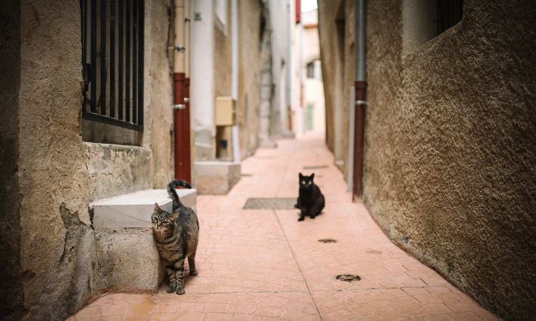 Chats dans les rues de Serres 