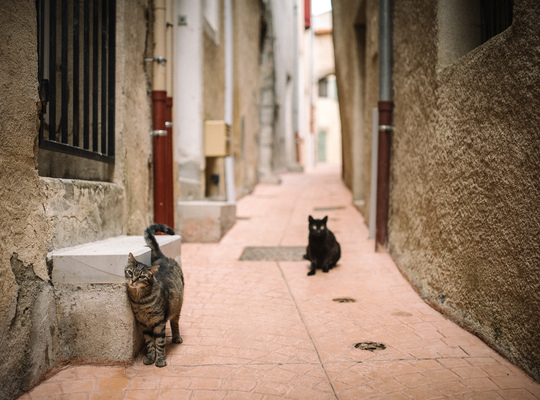 Chats dans les rues de Serres 
