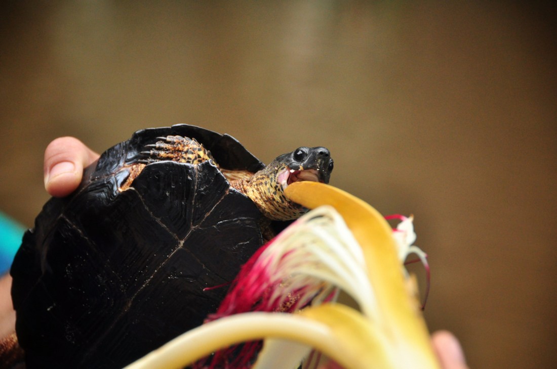 Nourrir une tortue,  Tortuguero, Costa Rica