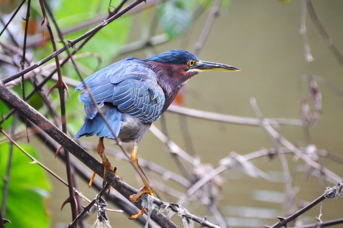 Heron, Tortuguero, Costa Rica