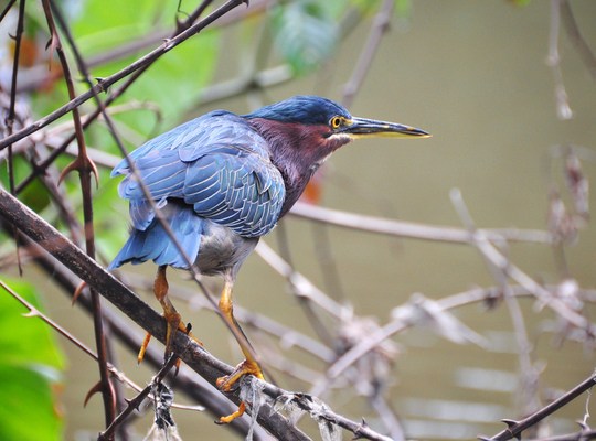 Heron, Tortuguero, Costa Rica