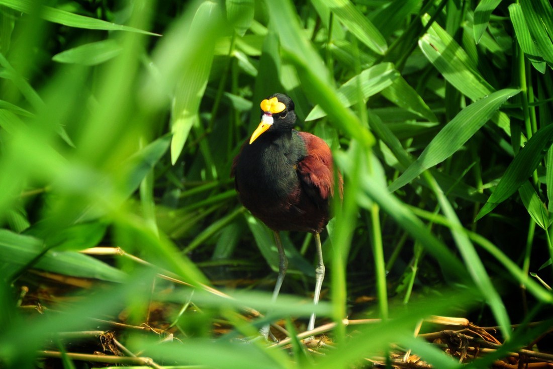 Oiseau, Tortuguero, Costa Rica