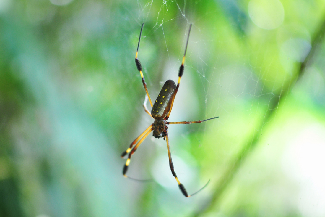 Araignée de Tortuguero, Costa Rica