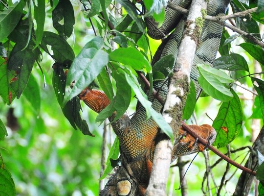 Iguane à Tortuguero, Costa Rica