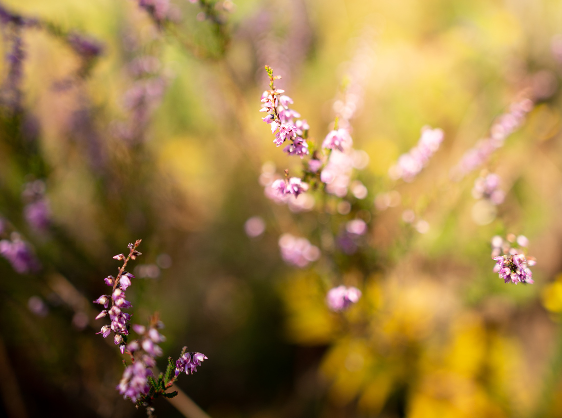 Fleurs des Charentes