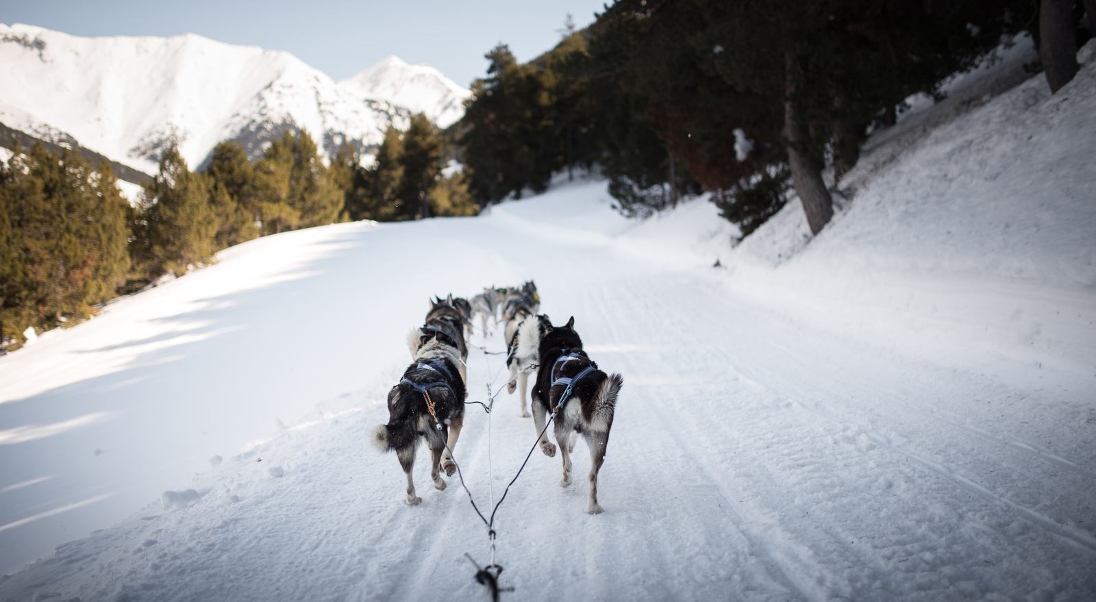 Petites pattes dans la neige :)