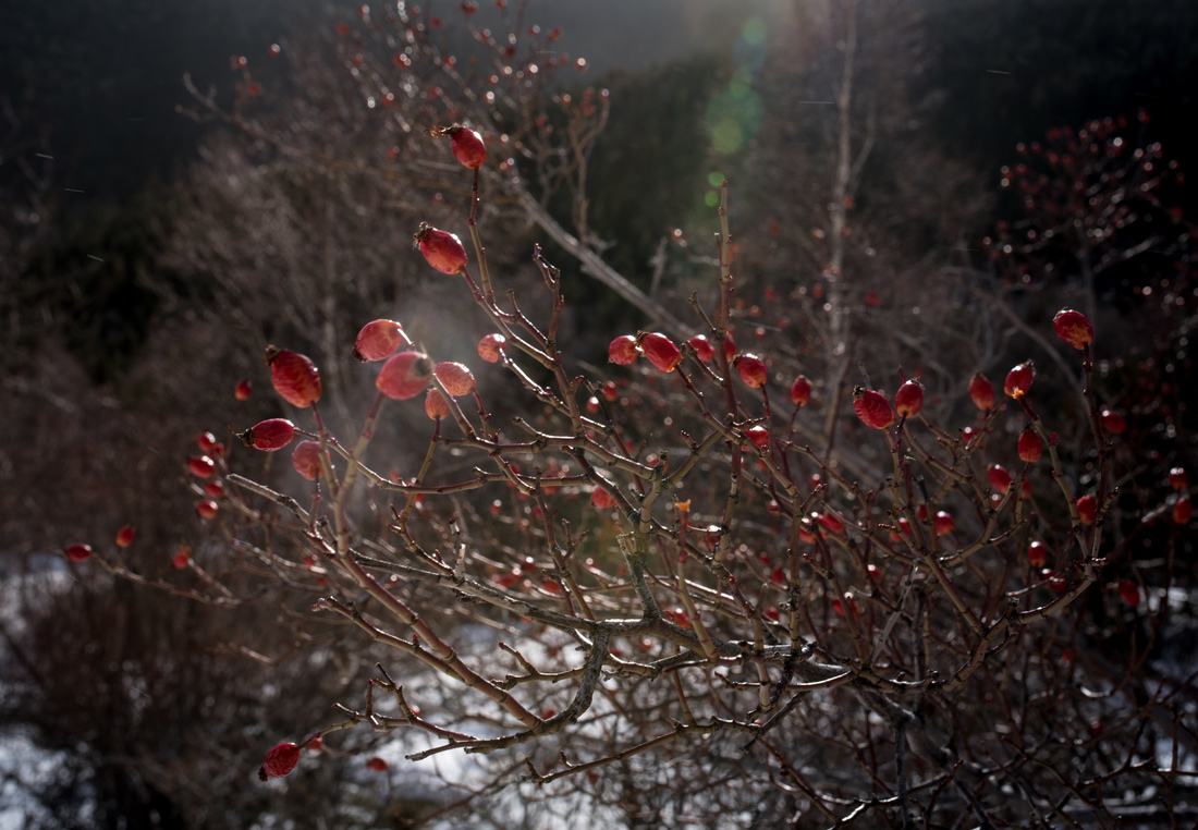 Baies rouges des Pyrénées