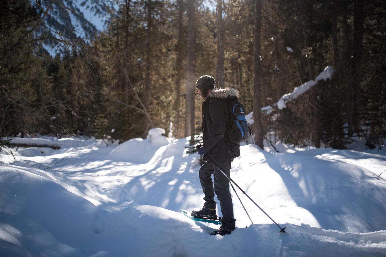 Forêt enneigée Forêt enneigée