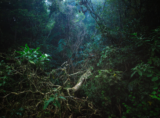 L'étrange forêt des Makes