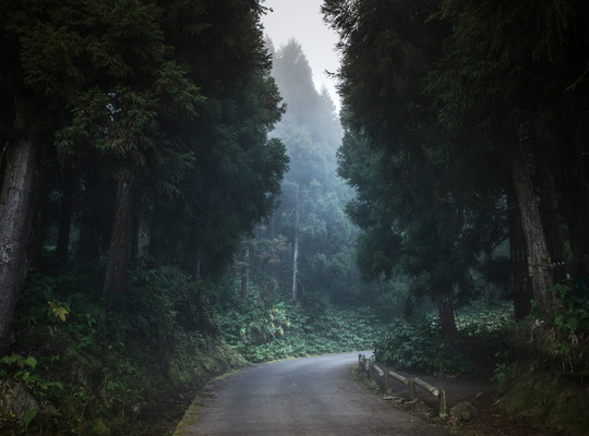 Route au milieu de la forêt des Makes