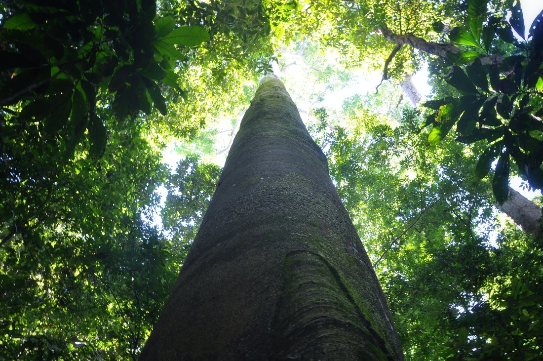 Arbre géant, Parc Manuel Antonio au Costa Rica