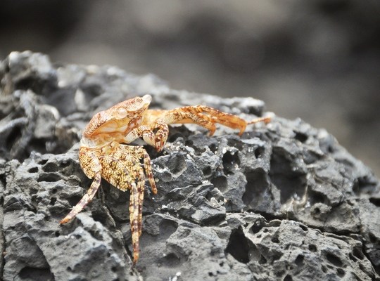 Petit crabe, Parc Manuel Antonio au Costa Rica
