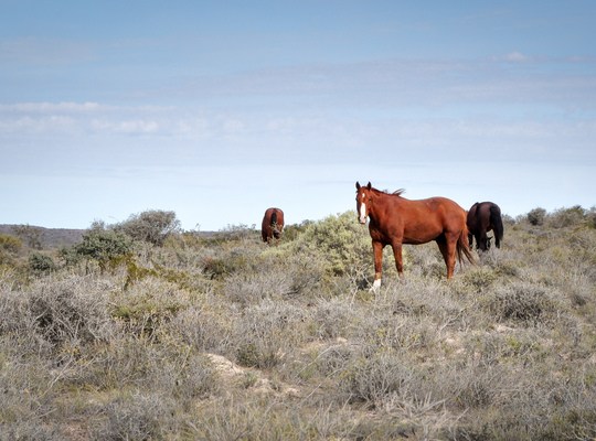 Chevaux de Puerto Madryn