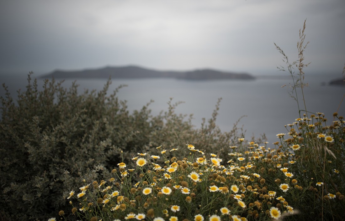 Le printemps à Santorin ! Tout est fleuri 