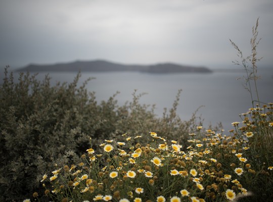 Le printemps à Santorin ! Tout est fleuri 