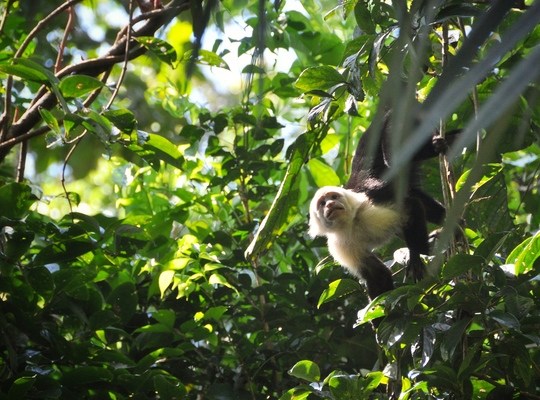 Singe capucin, Parc Manuel Antonio au Costa Rica