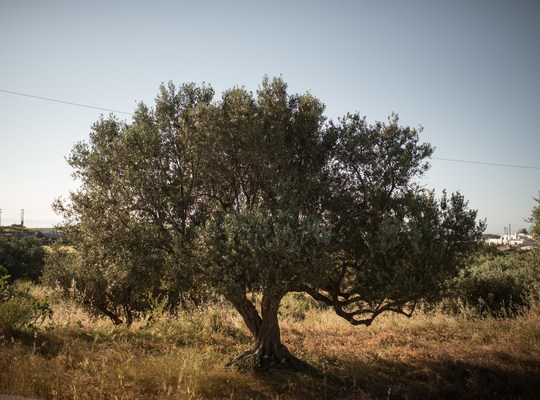 L'olivier de Grèce
