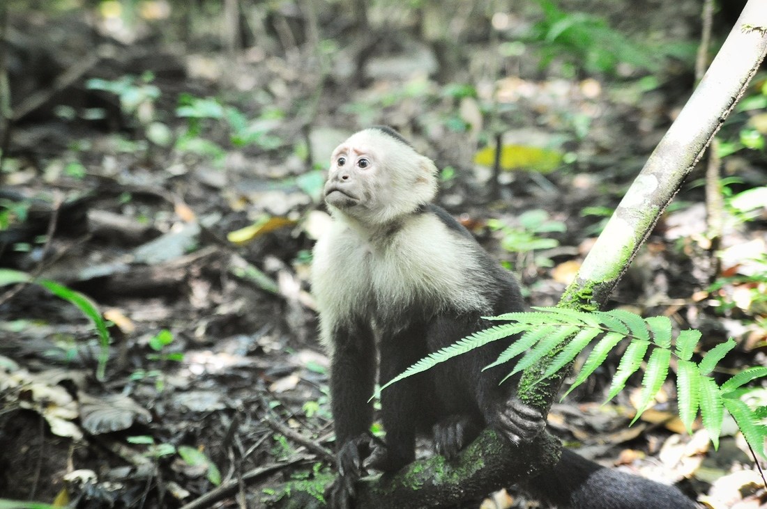 Singe capucin dans le Parc Manuel Antonio au Costa Rica