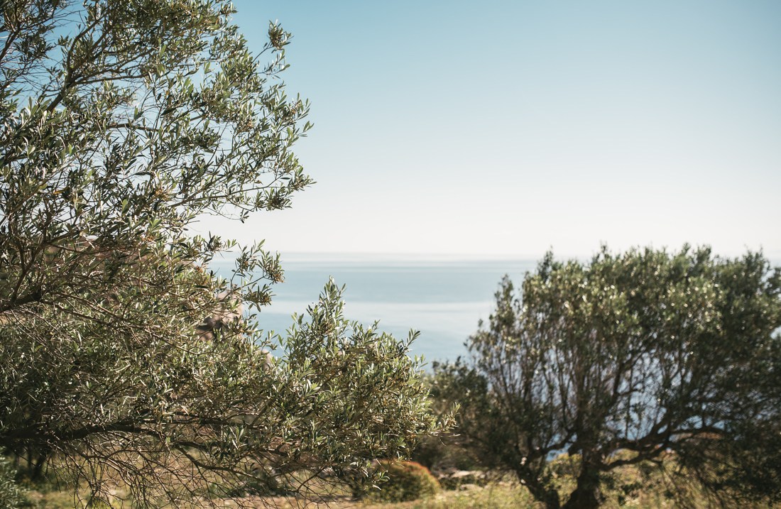 Végétation de printemps à Sifnos 