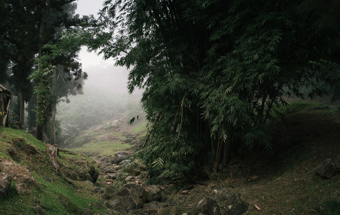 Forêt des Makes, Réunion