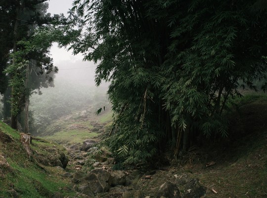 Forêt des Makes, Réunion