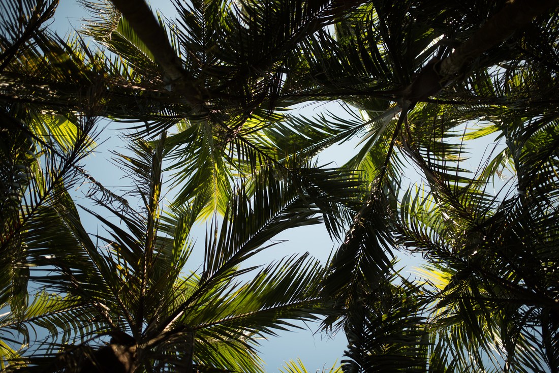 Les palmiers à La Laurina