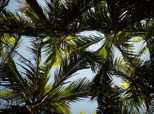 Les palmiers à La Laurina