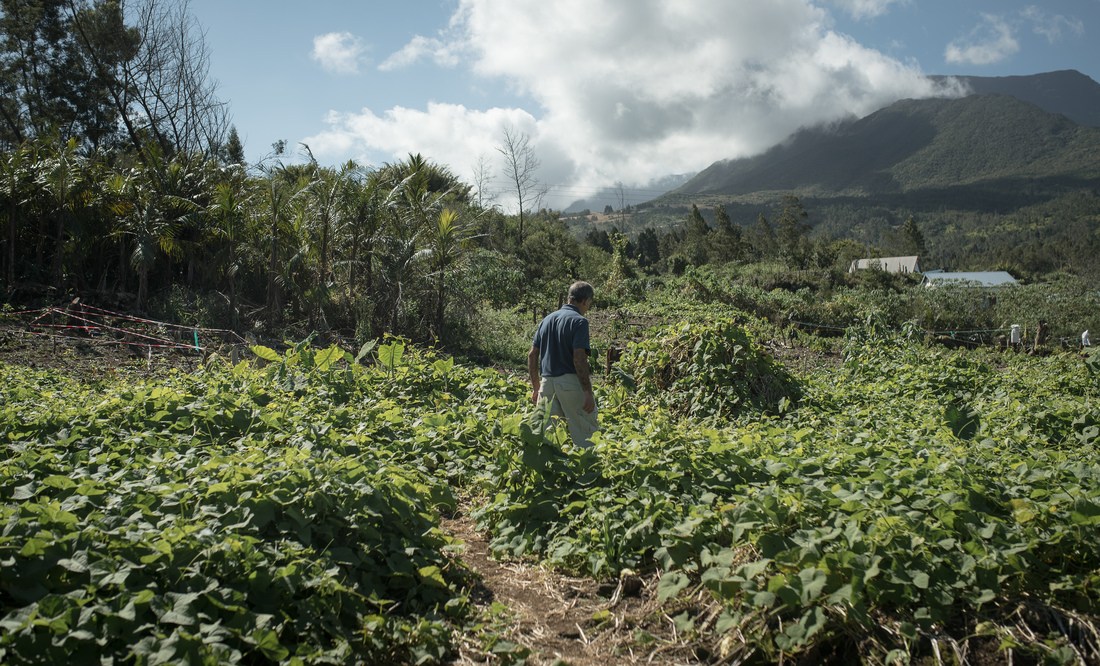 La plantation de café, La Laurina