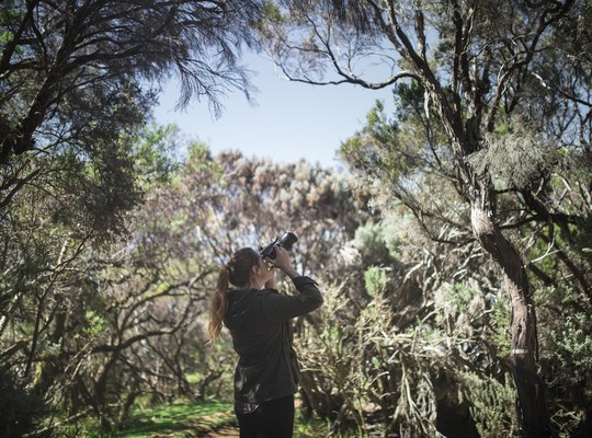 Photographiant l'étonnante végétation du Piton